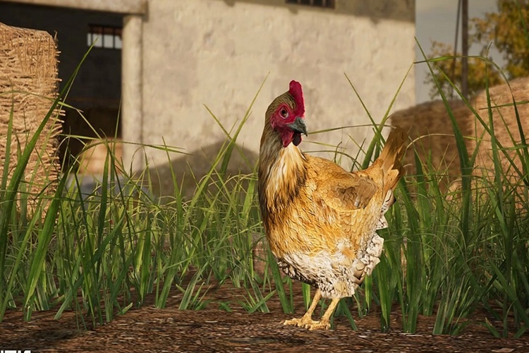 Pubg 14.2 Tavuk Özelliği Nedir? 