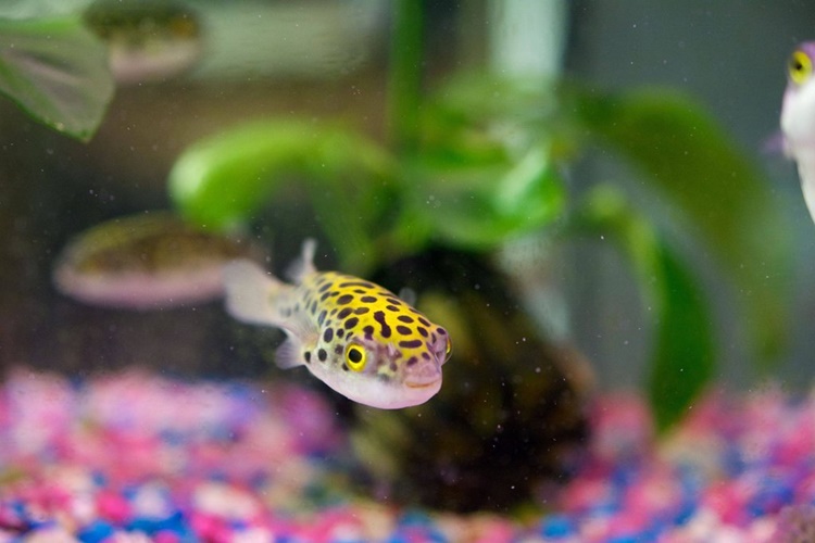 Puffer Balığı Hangi Balıklarla Yaşar?