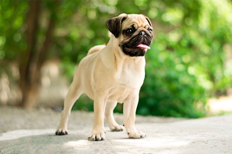 Pug Evde Yalnız Kalabilir Mi?