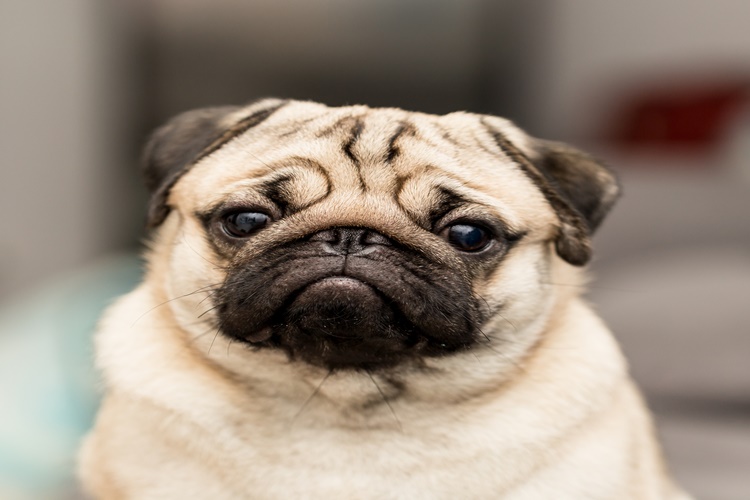 Pug Köpek Fiyatı 2023 Ne Kadar?
