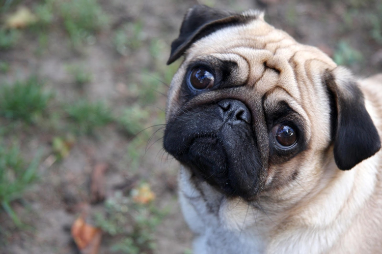 Pug Nasıl Eğitilir?