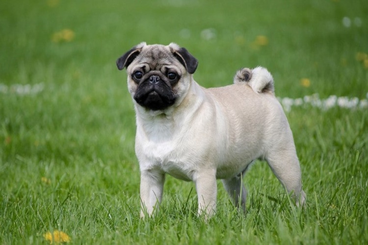 Pug Tüy Döker Mi?