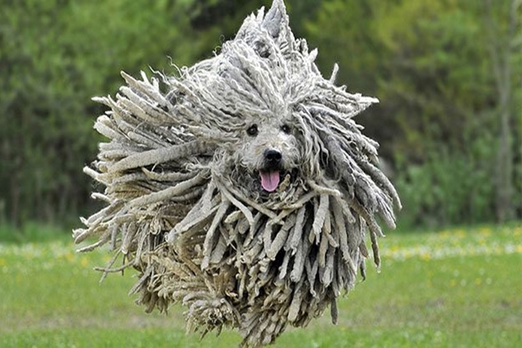 Puli Cinsi Köpek İsimleri Nelerdir?
