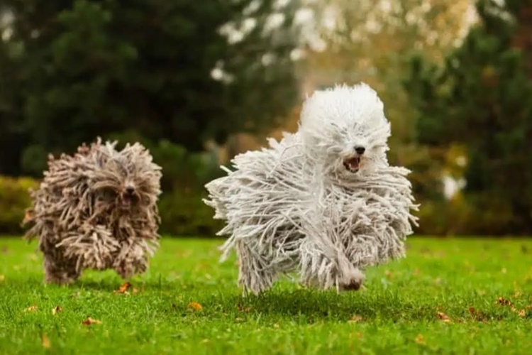 Puli Cinsi Köpek Nasıl Beslenir?