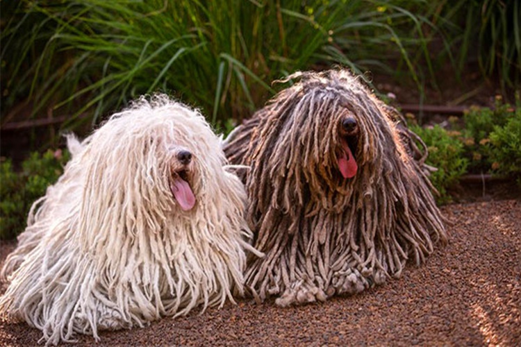 Puli Cinsi Köpek Üşür mü?