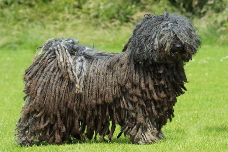 Puli Cinsi Köpekler Çiftleşir mi?
