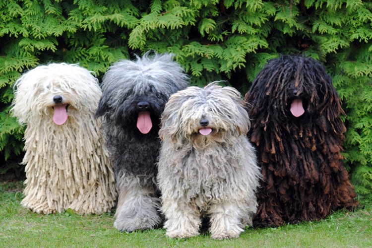 собака друг человека. проект мой лохматый друг. пушистые друзья. мохнатые друзья. венгерская овчарка пули венгерская.