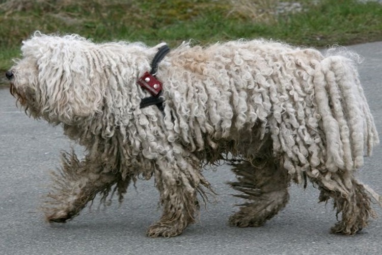Puli Cinsi Köpekler Nasıl Kısırlaştırılır?