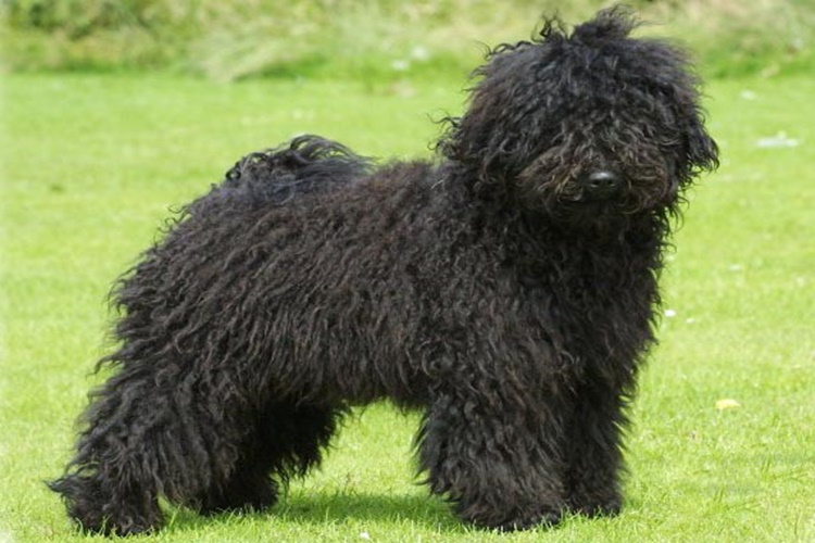 Puli Cinsi Köpeklerin Fiyatları Nedir?
