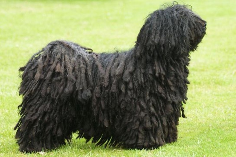 Puli Cinsi Köpeklerin Özellikleri Nelerdir?