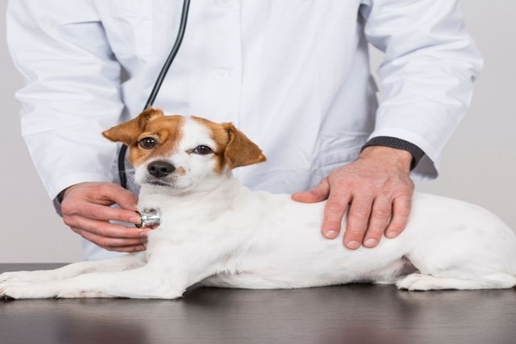 Pyometra İnsana Bulaşır Mı?