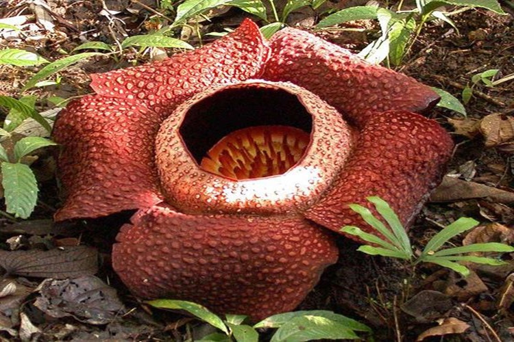 Rafflesia Çiçeği Hangi Mevsimde Çiçek Açar?