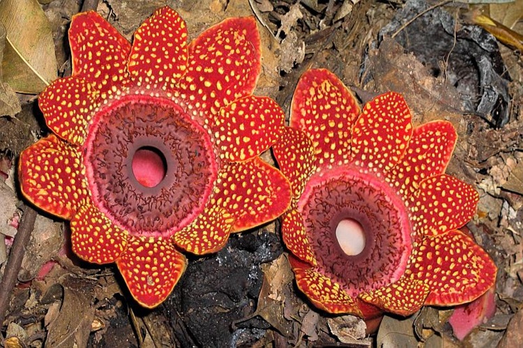 Rafflesia Çiçeği Hangi Mevsimde Yetişir?