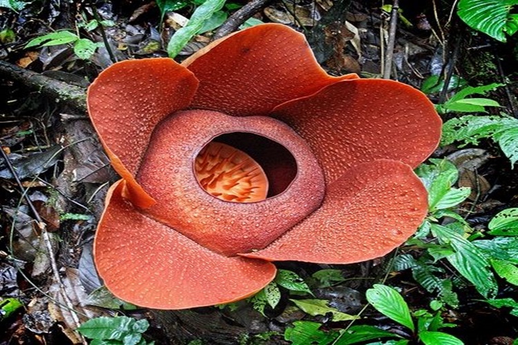 Rafflesia Çiçeği Nerede Yetişir?