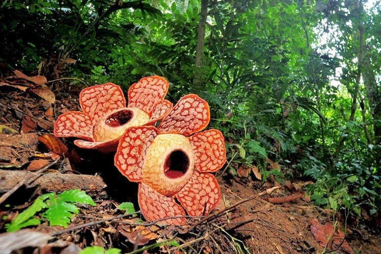 Rafflesia Çiçeği Zehirli Mi?