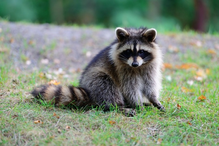 Rakun Kedi Yer Mi?