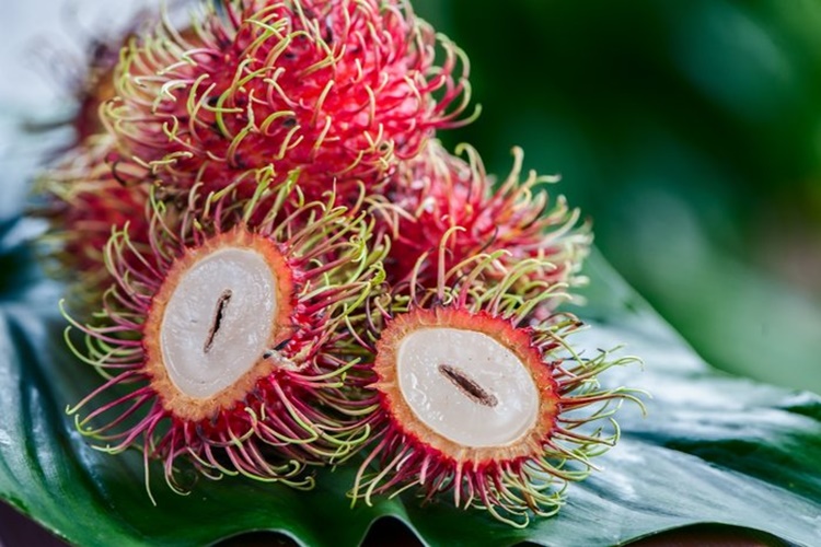 Rambutan Çiçeği Nasıl Kurutulur? Güncel Oku