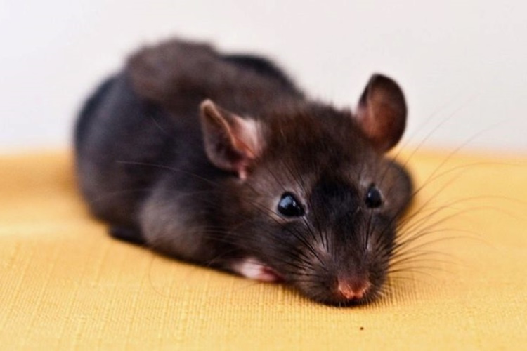 Rat Gebelik Süresi Ne Kadar?