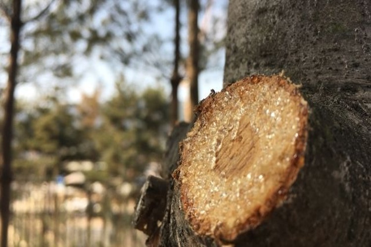 Reçine Nasıl Kurutulur?