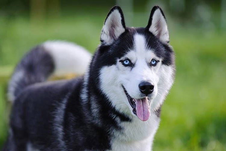 Rehber Köpekler Neden Beslenmez?