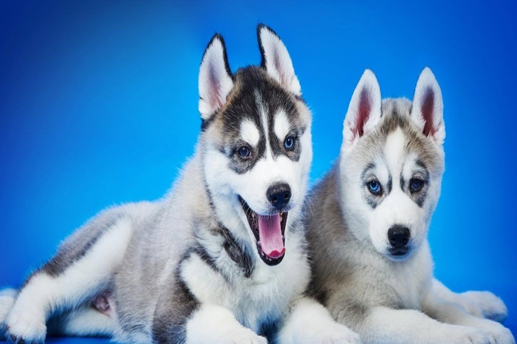 Rehber Köpekler Neden Sevilmez?