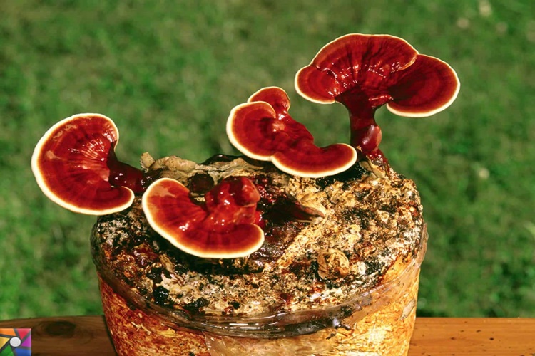 Reishi Mantarı Nasıl Tüketilir?
