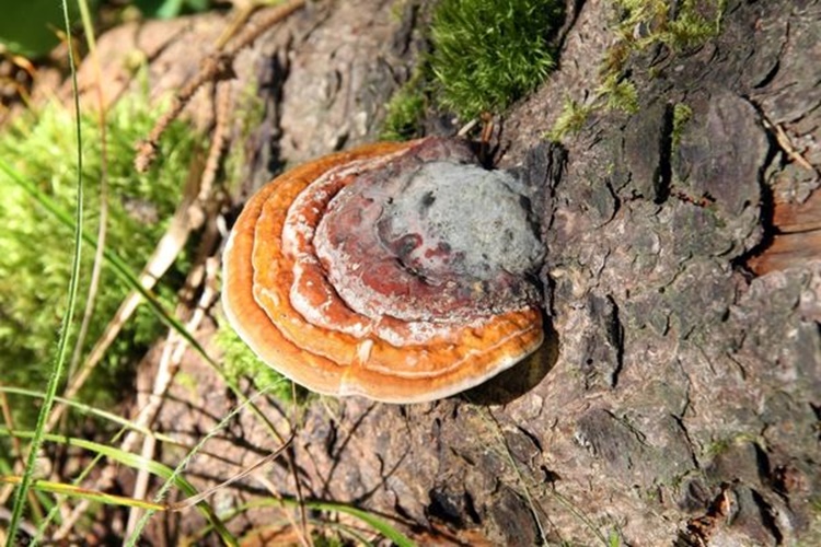 Reishi Mantarı Saç Çıkarır Mı?