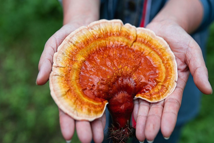 Reishi Mantarını Kimler Kullanamaz?