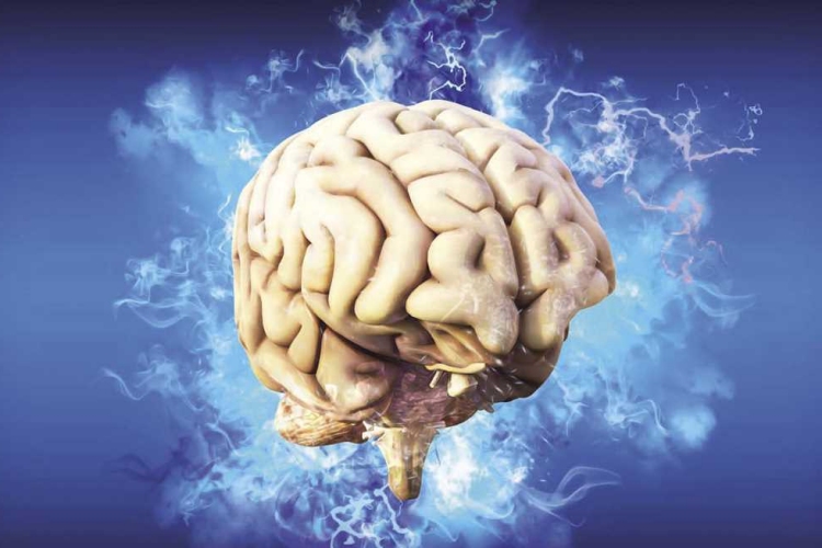 Rhombencephalon Nelerden Oluşur?