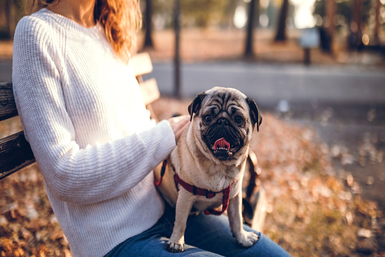 Rıfkı Köpek Fiyatı 2023 Ne Kadar?