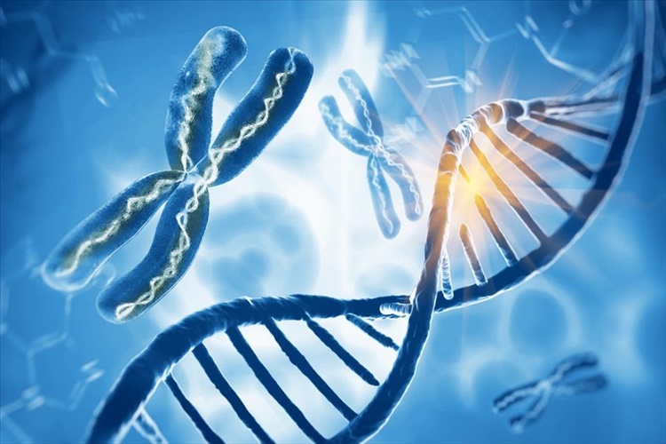 RNA’lar Nerede Sentezlenir?