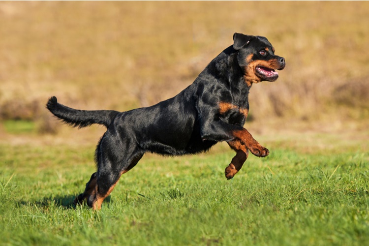 Rottweiler Cinsi Köpek Fiyatları Nedir?