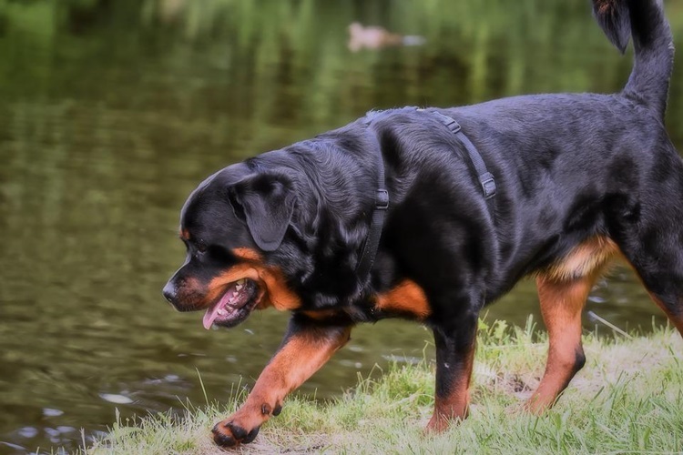 Rottweiler Irkı Çoban Köpeği Olur mu?