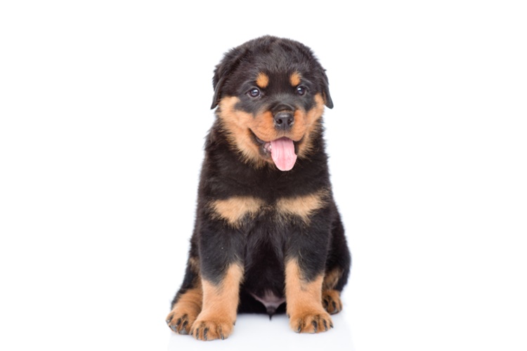 Rottweiler Köpeğinin Bakımı Nasıl Yapılır?