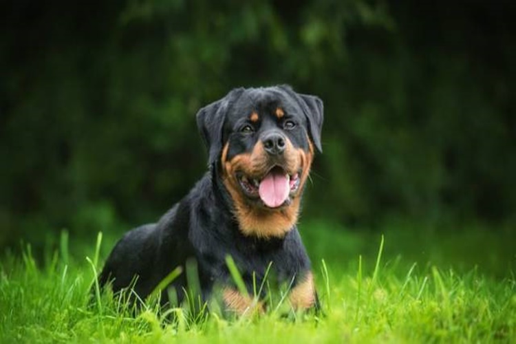 Rottweiler Köpek Cinsleri Nelerdir?