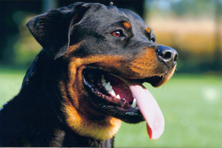 Rottweiler Köpek Fiyatı 2023 Ne Kadar?