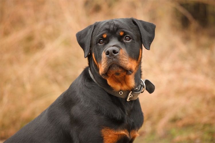 Rottweiler Tüy Döker Mi?
