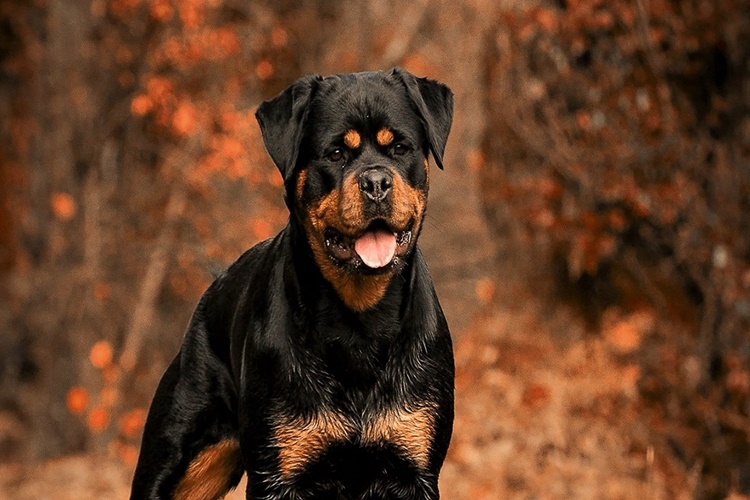 Rottweiler Uçağa Binebilir Mi?