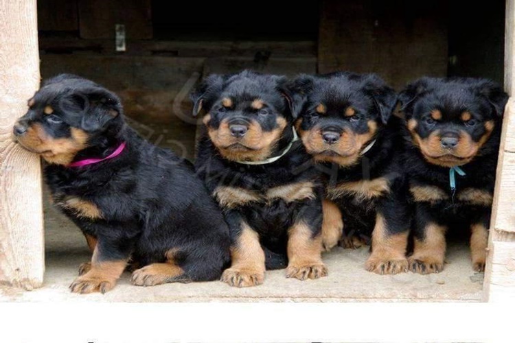 Rottweiler Yavrusu Sütten Ne Zaman Kesilir?