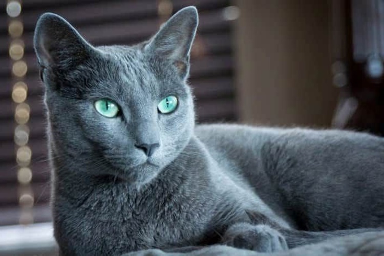 Russian Blue Tüy Döker Mi?