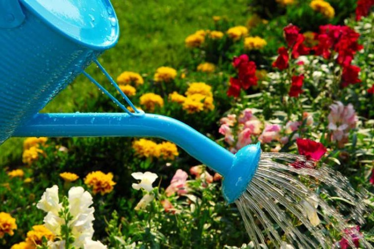 Rüyada Ağaç Sulamak Ne Anlama Gelir?