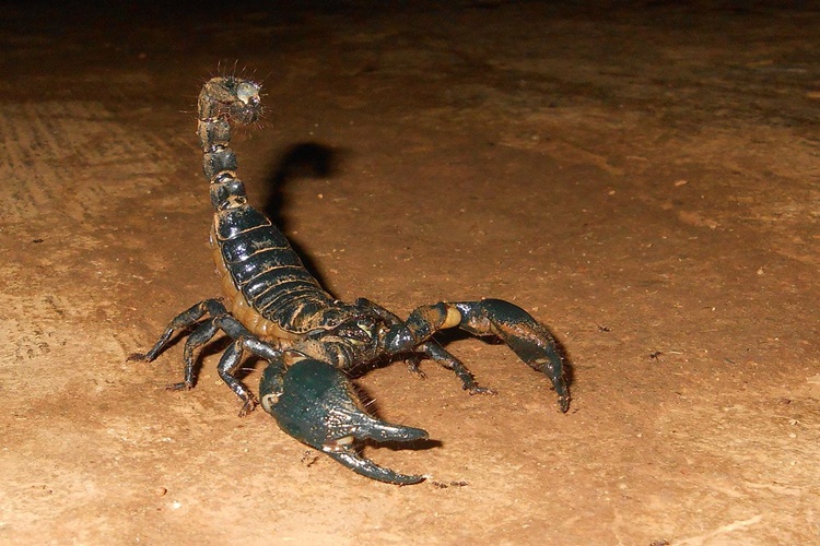 Rüyada Akrep Yakalamak Ne Anlama Gelir?