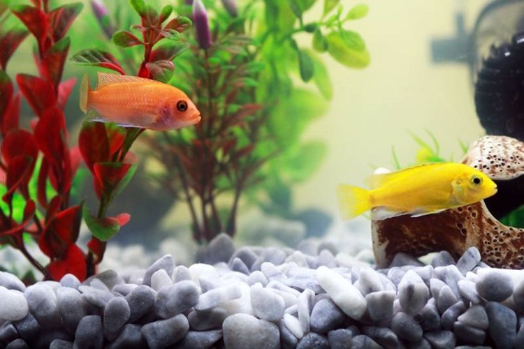 Rüyada Akvaryum Balığı Görmek Ne Anlama Gelir?