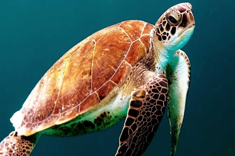 Rüyada Akvaryum İçinde Bebek Görmek Ne Anlama Gelir?