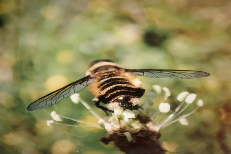 Rüyada Arı İstilası Görmek Ne Anlama Gelir? - Güncel Oku