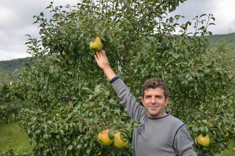 Rüyada Armut Ağacı Silkelemek Ne Anlama Gelir?