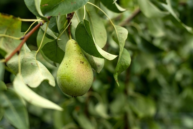 Rüyada Armut Ağacından Armut Toplamak Ne Anlama Gelir?