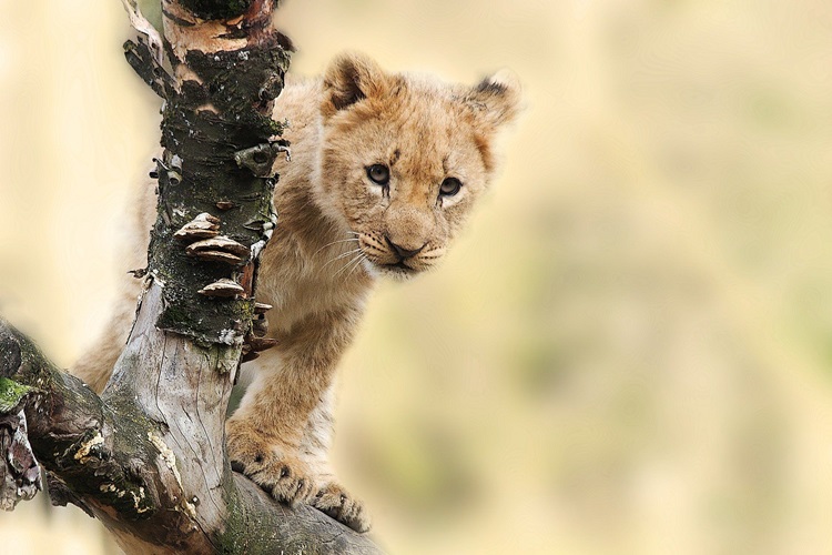 Rüyada Aslan Yavrusu Görmek Ne Anlama Gelir?
