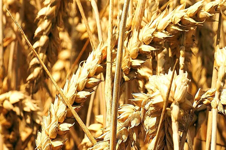 Rüyada Aşure Buğdayı Görmek Ne Anlama Gelir?