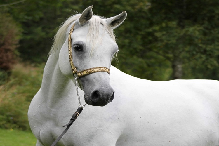 Rüyada At Çaldığını Görmek Ne Anlama Gelir?